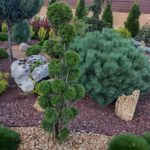 Грин Роял | Green Royal - Ландшафтный дизайн под ключ в Нижнем Новгороде, Нижегородской области и других регионах России
