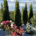 Грин Роял | Green Royal - Ландшафтный дизайн под ключ в Нижнем Новгороде, Нижегородской области и других регионах России
